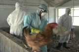 Bird flu strikes China again